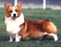 ���ܐe�����񂩂炨�؂肵�܂���